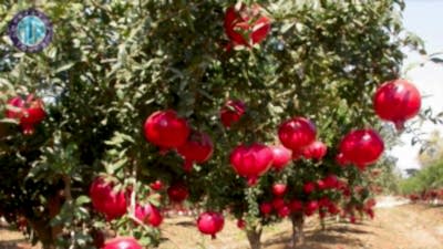 Jeep Safari with Rafting Excursion in Kumkoy