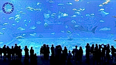 Çolaklı'dan Antalya Akvaryum Turu