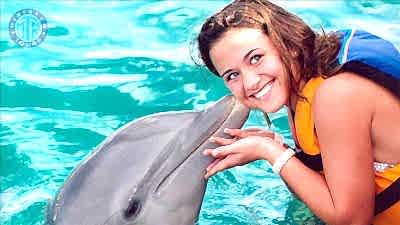 Colakli dolphin swimming