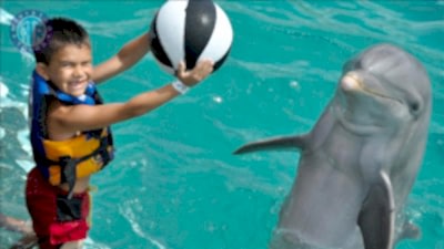 Dolphin swim in Titreyengol