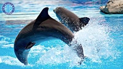 Antalya Dolphin show from Evrenseki