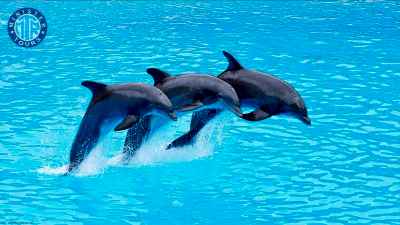 Antalya Dolphin show from Kizilot