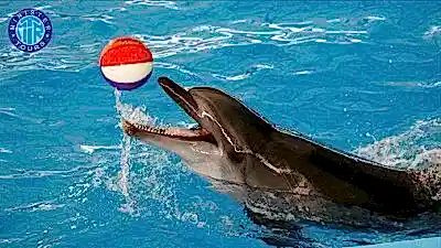 Side yunus gösterisi