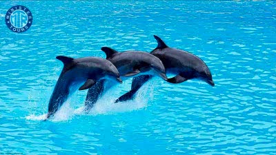 Dolphin park in Bogazkent