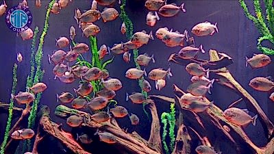 Boğazkent'ten Antalya Aquarium Tünel Akvaryumu