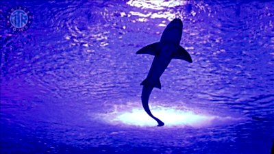 Kadriye'den Aquarium Tünel Akvaryumu