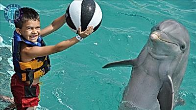 Dolfijn zwemmen Serik