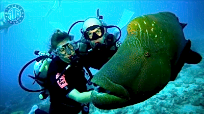 Kemer tüplü dalış turu