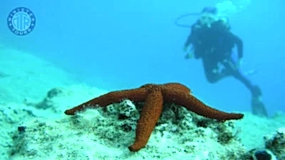 Fethiye dalış turu