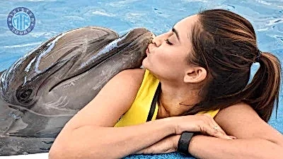 Bodrum Yunuslarla Yüzme