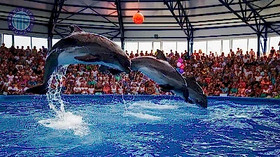 Bodrum Yunus Gösterisi