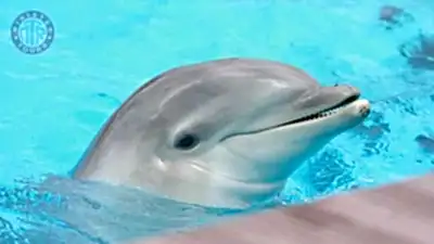 Kusadasi dolphin show