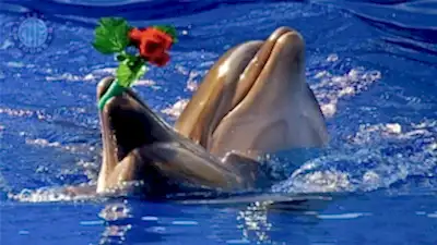 Swimming with dolphins in Kusadasi