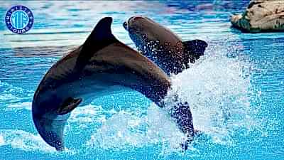 Dolphin park in Camyuva