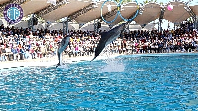Tekirova dolphin park