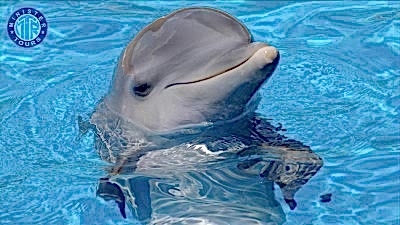 Delfinų pasirodymas Tekirovoje
