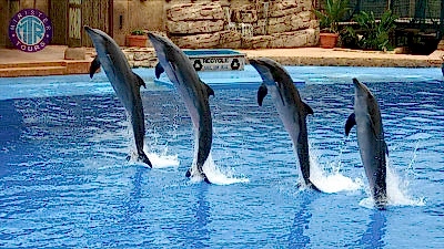 Tekirova dolphin park