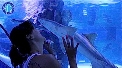 Aquarium from Goynuk