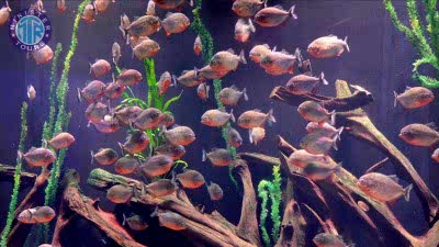 Oceanarium z Goynuk (akwarium)