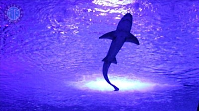 Tekirova aquarium