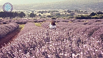 Side çıkışlı Lavanta bahçeleri turu