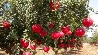 Konyaaltı Jeep Safari Turu