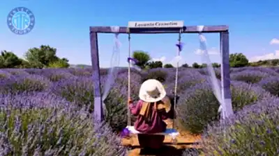 Lavanta bahçesi Antalya