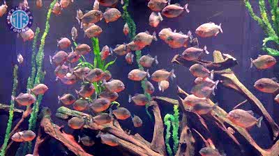 Lara'dan Antalya Akvaryumu