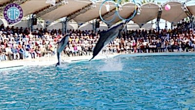 Dolphinarium from Konyaalti