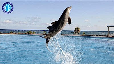Dolphin show from Lara beach