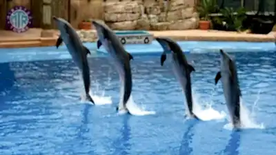 Antalya Yunus Gösterisi