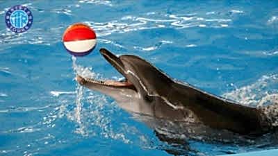 Dolphin show from Lara beach