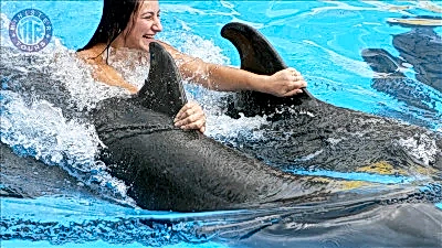 Antalya Yunuslarla Yüzme