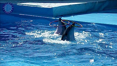 Spotkaj się z delfinami Icmeler (Park Delfinów)