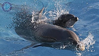 Dolphin park from Dalaman