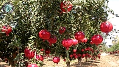 Turunç Jeep Safari Turu