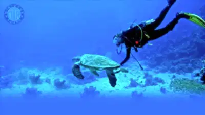 Marmaris Tüplü Dalış