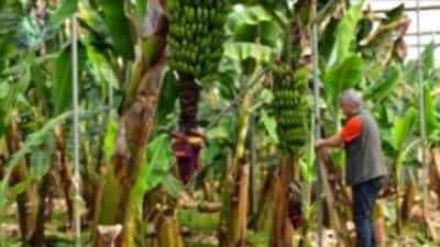 Mahmutlar'dan  Sapadere Kanyonu Turu