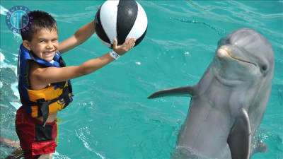 Swim With dolphins in Datca