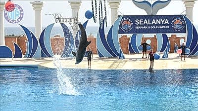 Mahmutlar dolphin show