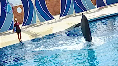 Alanya yunus gösterisi