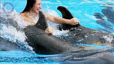 Dolphins swim in Avsallar