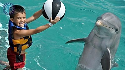 Swimming with Dolphins in Kestel