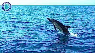 Kızılağaç Yunus Adası Tekne Turu