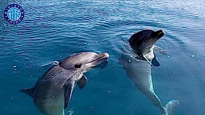 Dolphin island boat trip from Evrenseki