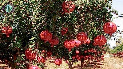 Kargıcak Jeep Safari Turu